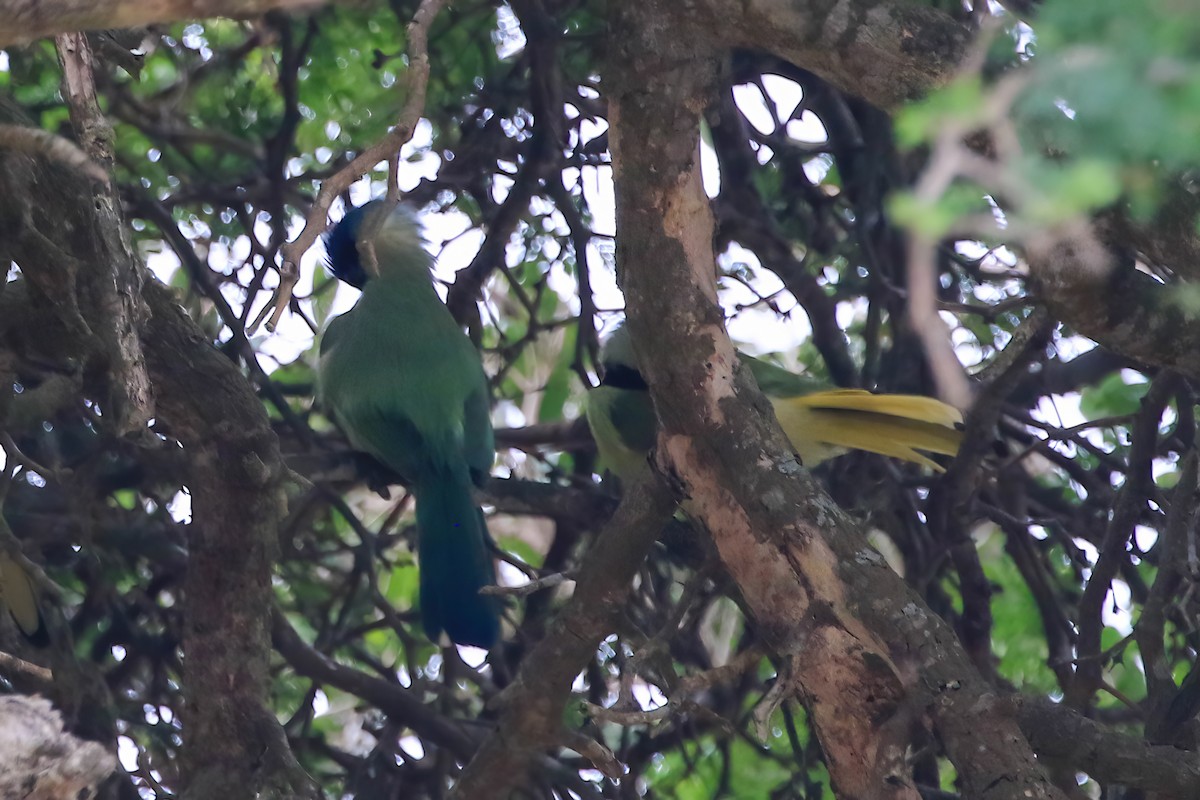 Geai vert - ML646164940