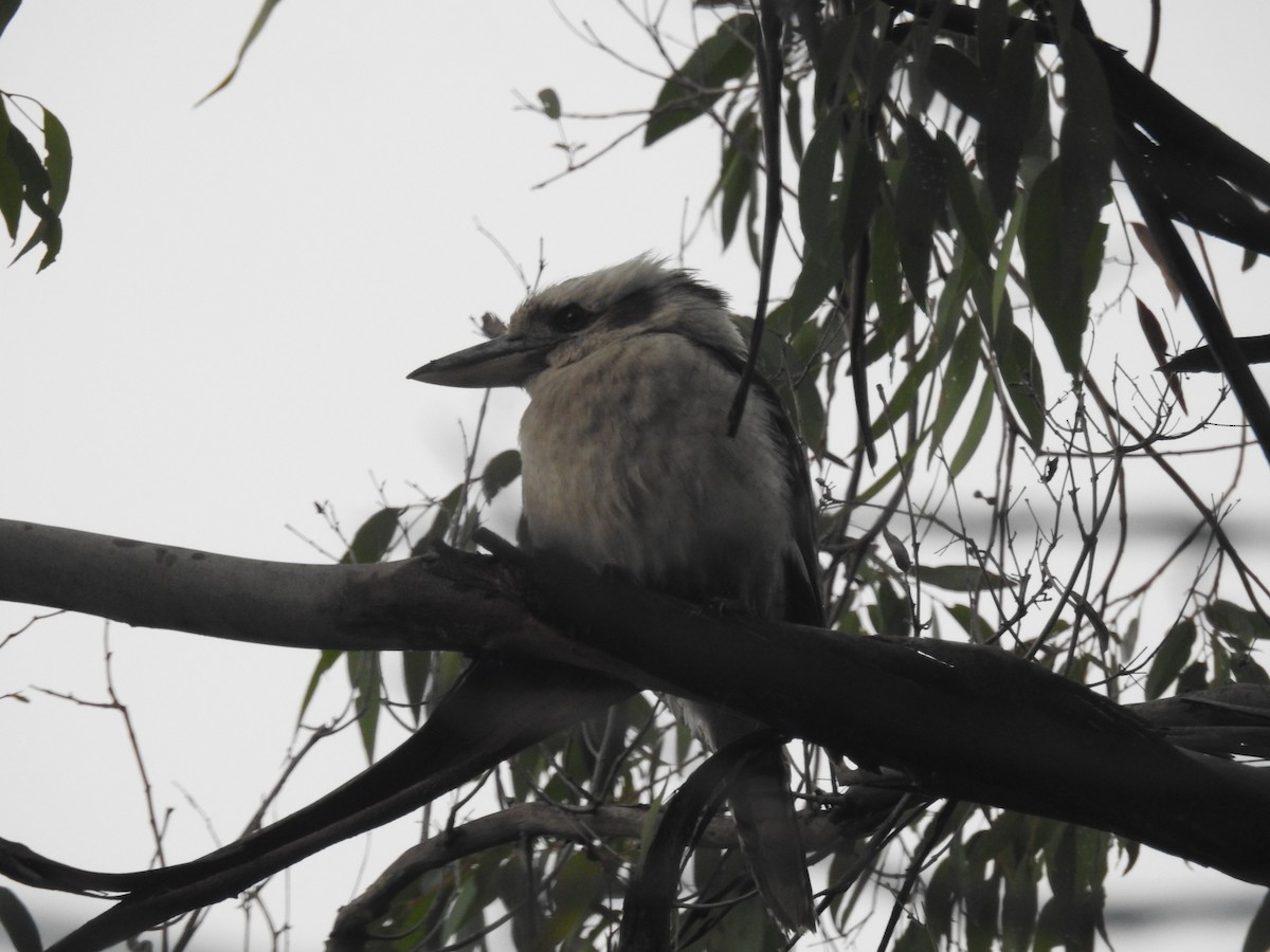 Laughing Kookaburra - ML646164941