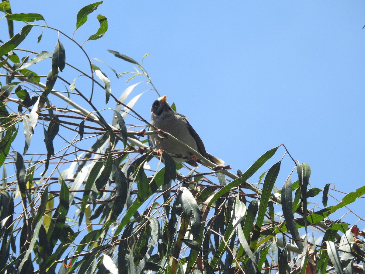 Noisy Miner - ML646164946