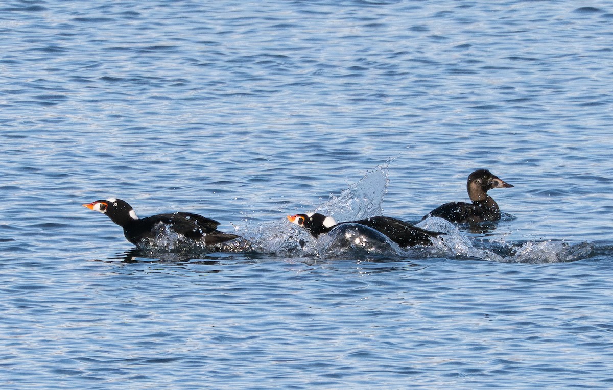 Surf Scoter - ML646164953