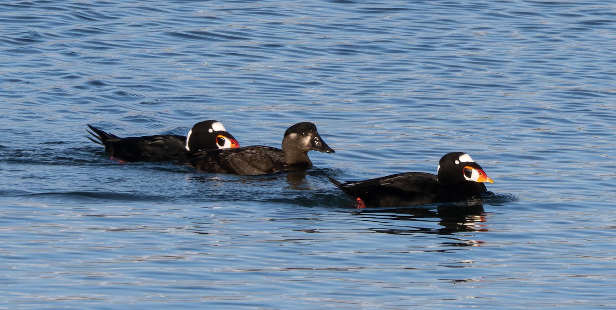 Surf Scoter - ML646164956