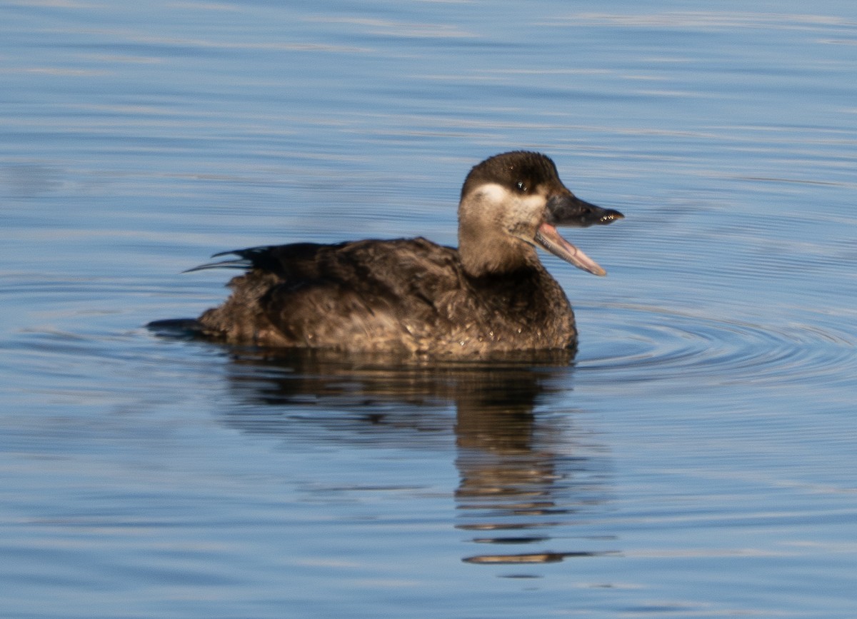 Surf Scoter - ML646164963