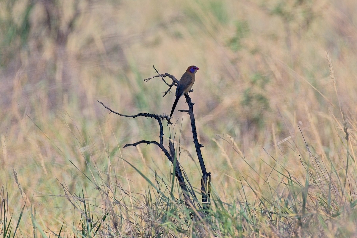 Violet-eared Waxbill - ML646164996