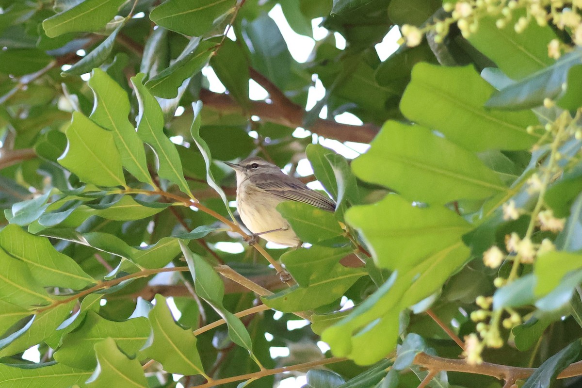 Palm Warbler - ML646165003
