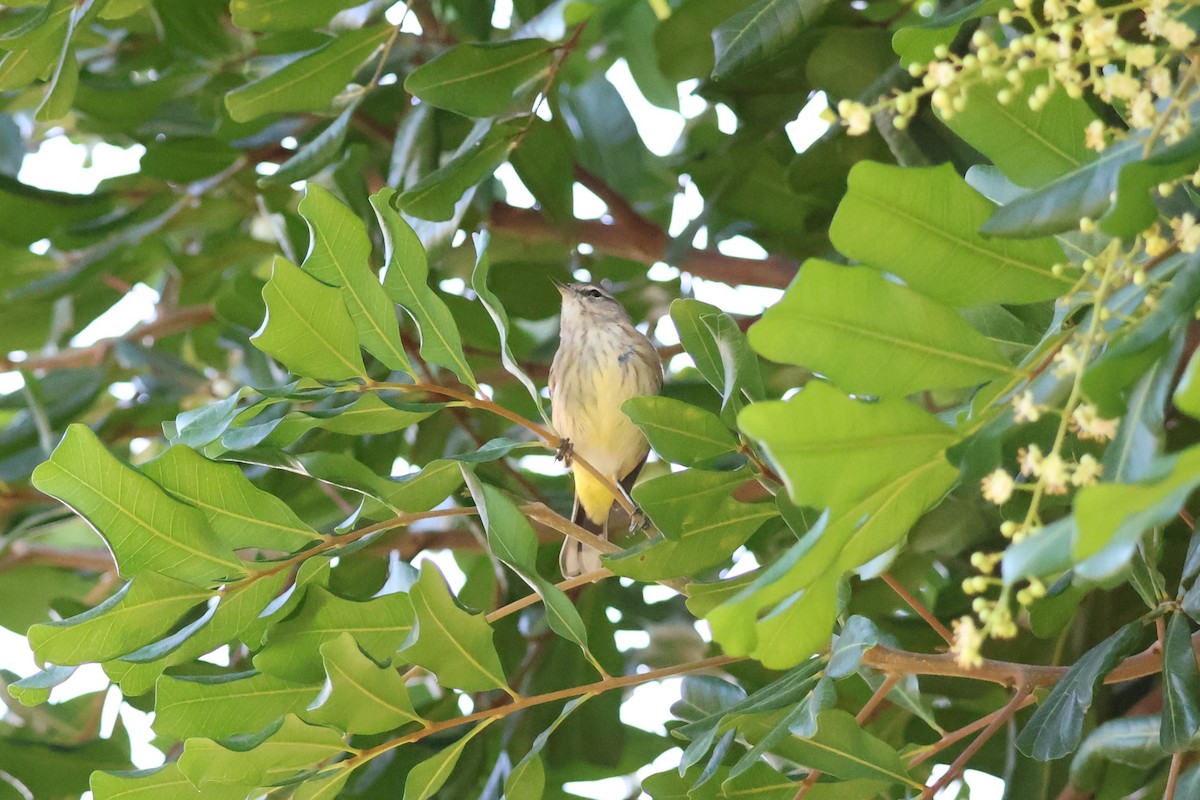 Palm Warbler - ML646165004