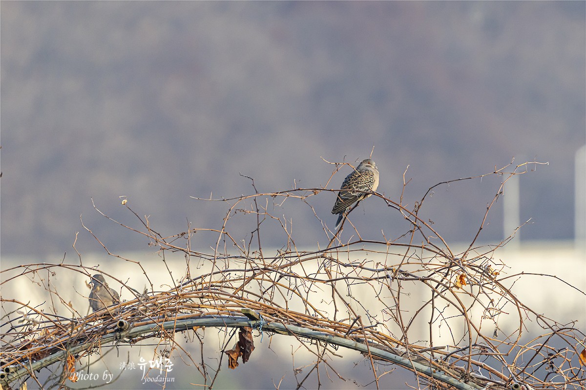 Oriental Turtle-Dove - ML646165009