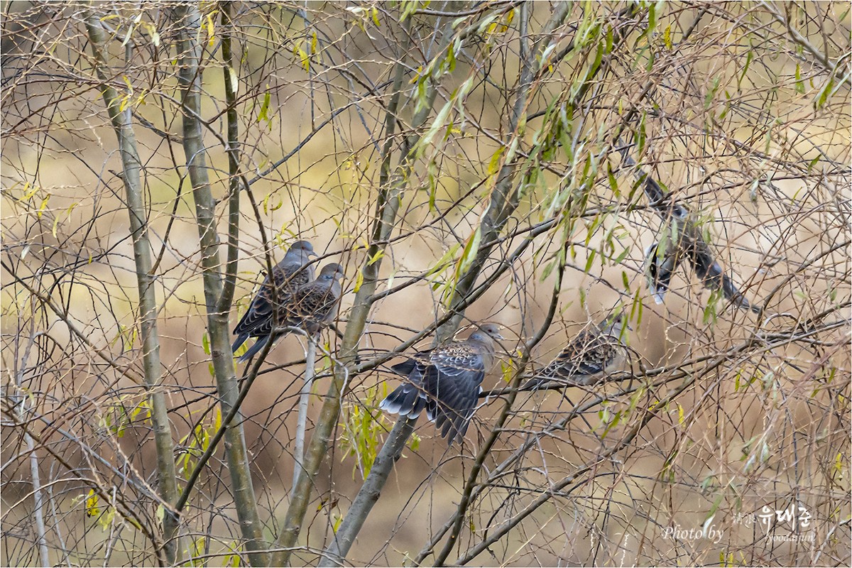 Oriental Turtle-Dove - ML646165010