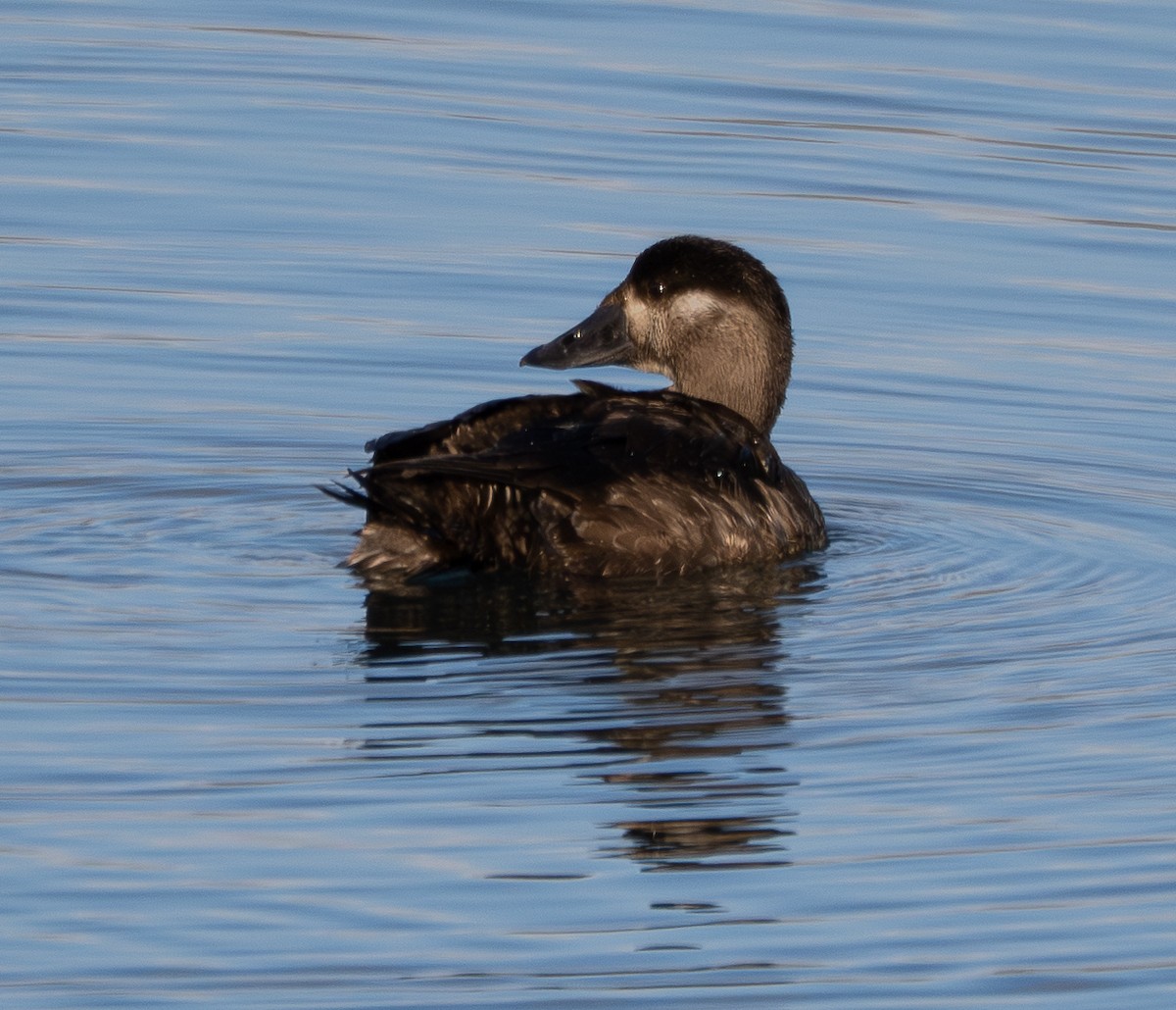 Surf Scoter - ML646165021