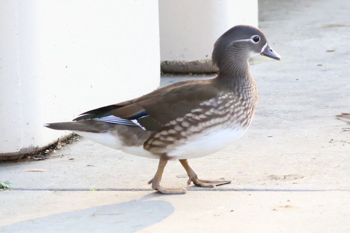 Mandarin Duck - ML646165031