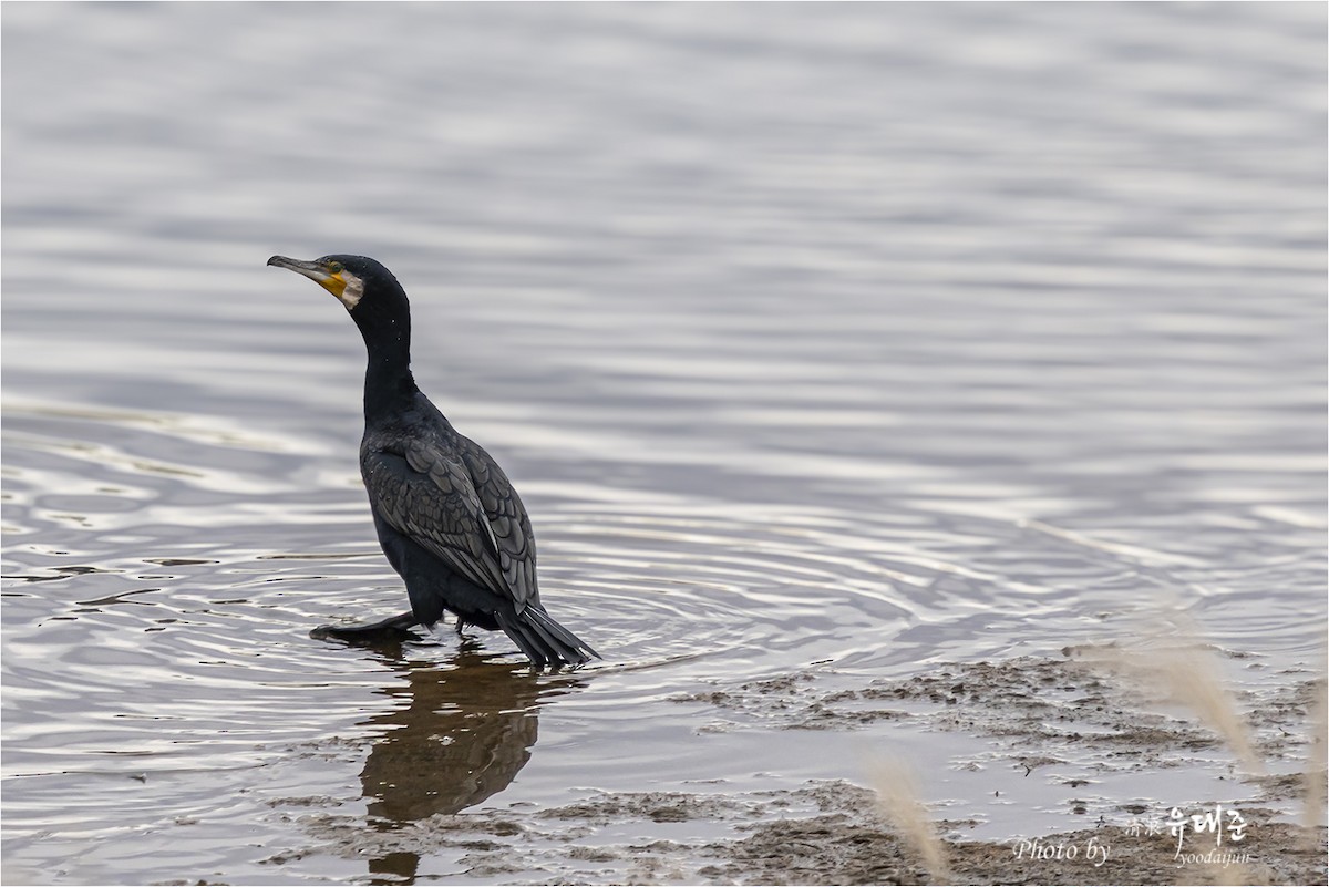 storskarv - ML646165034