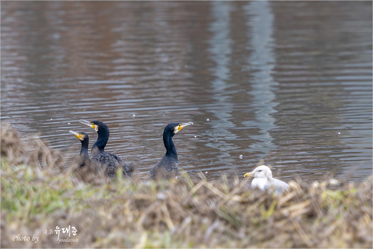 storskarv - ML646165035