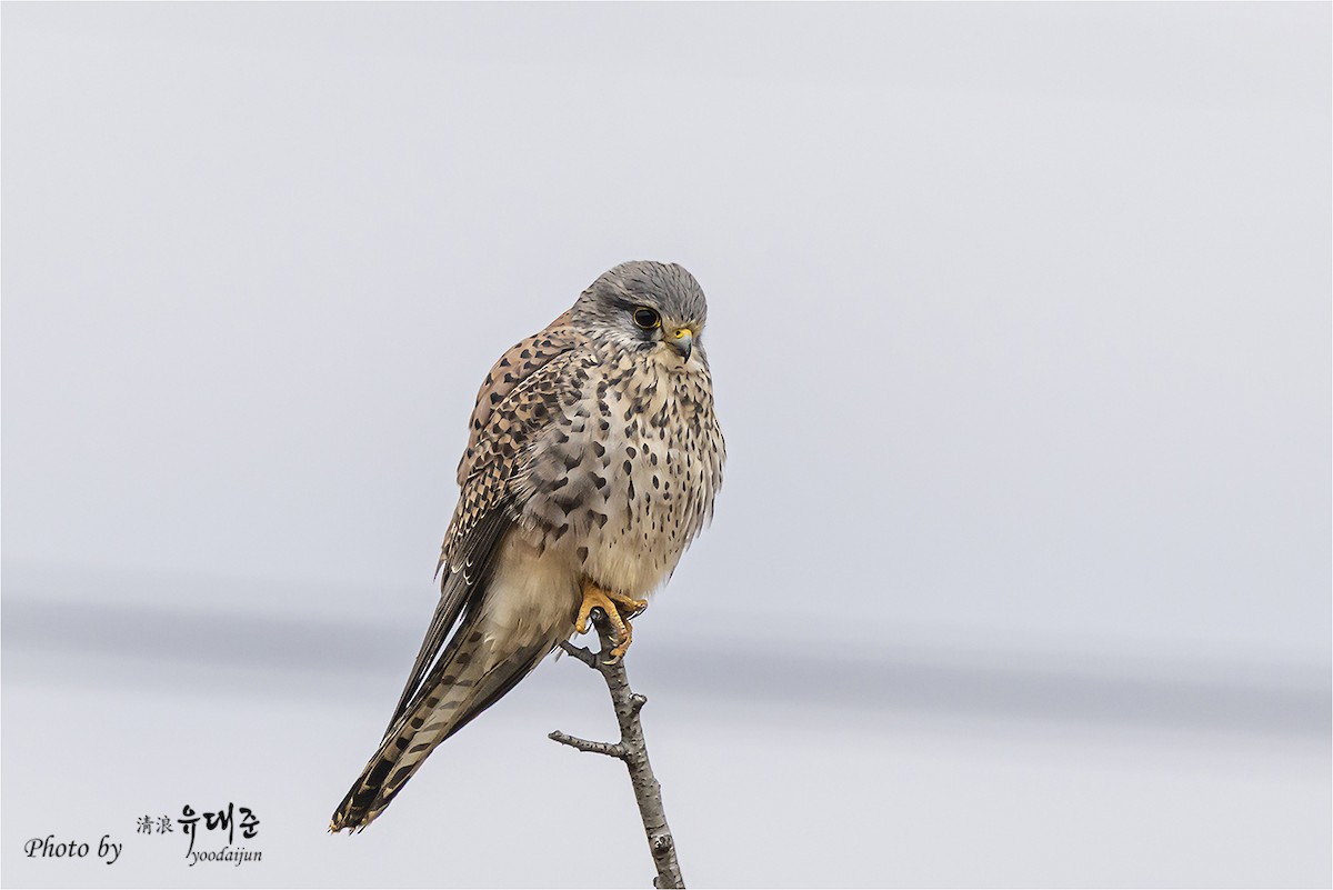 紅隼 - ML646165071