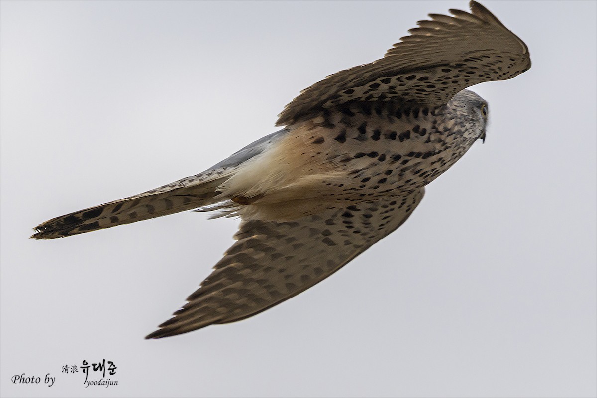 紅隼 - ML646165072