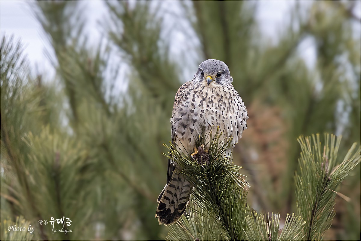 紅隼 - ML646165073