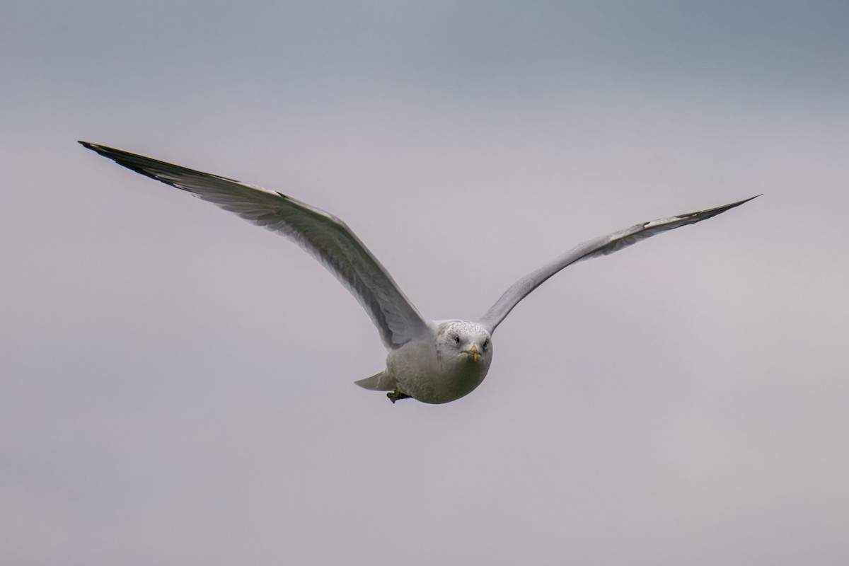 Мартин делаверський - ML646165074