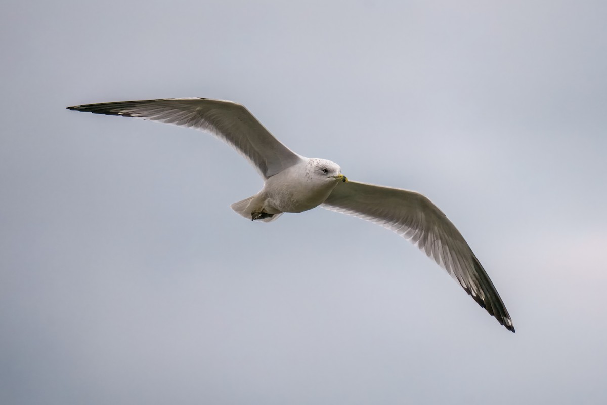 Ring-billed Gull - ML646165075