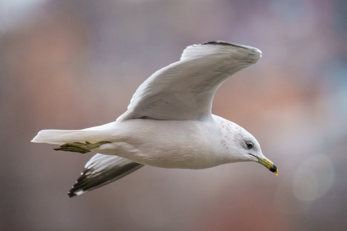 Ring-billed Gull - ML646165076