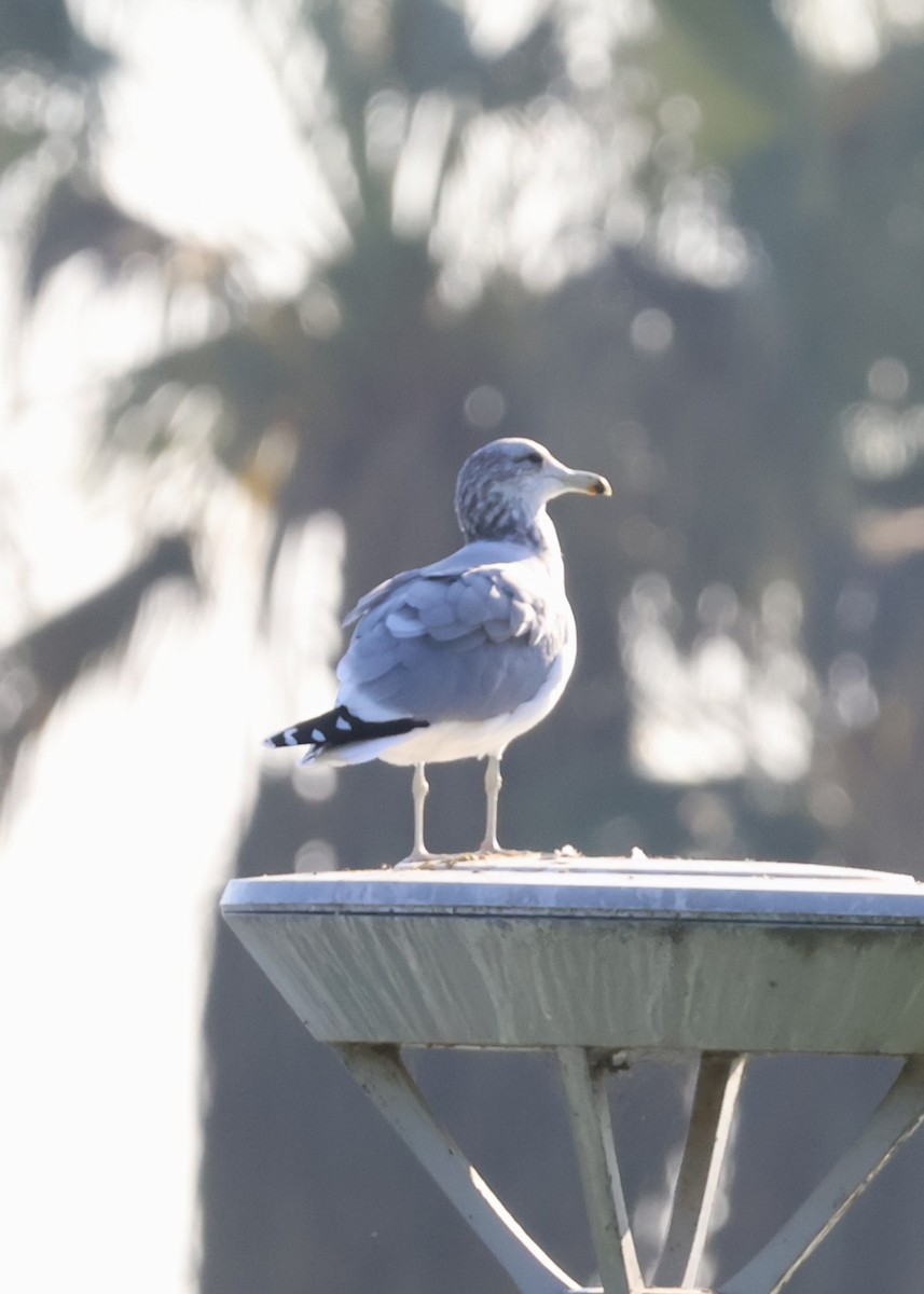 California Gull - ML646165077