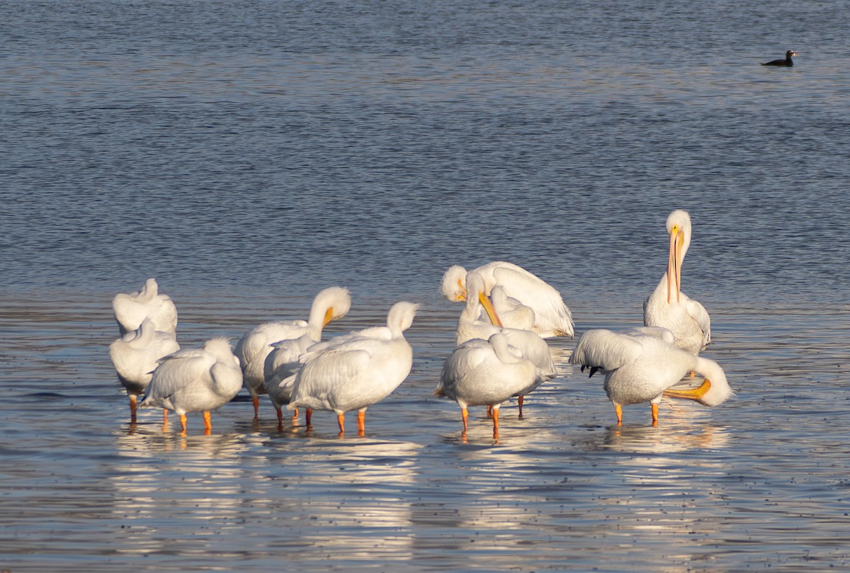 American White Pelican - ML646165078