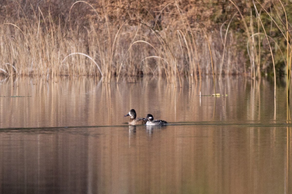 Bufflehead - ML646165079