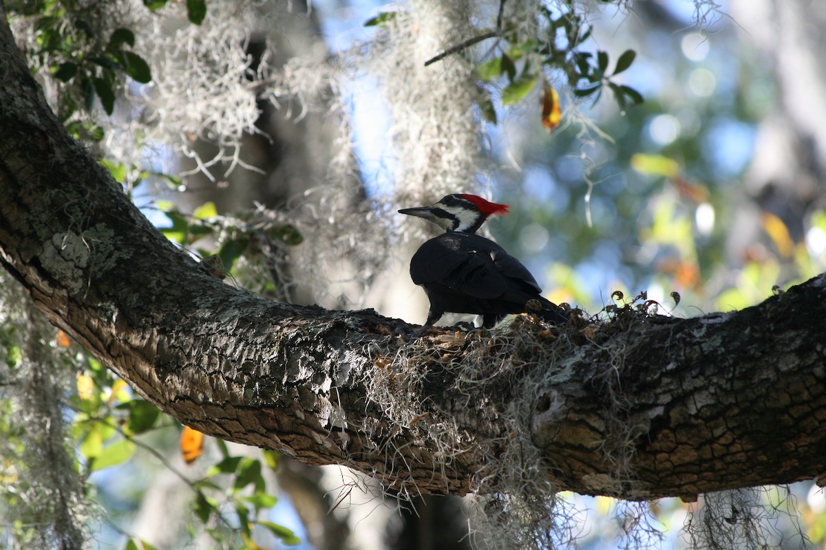 Pileated Woodpecker - ML646165080