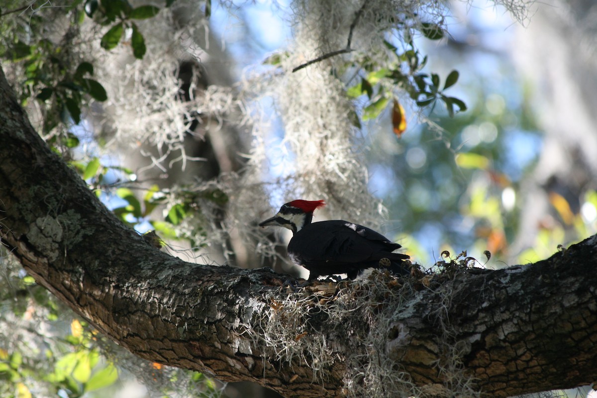 Pileated Woodpecker - ML646165081