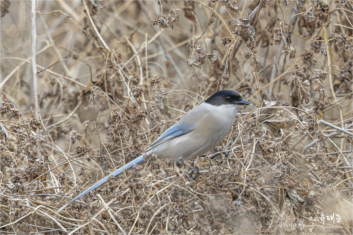 灰喜鵲 - ML646165083