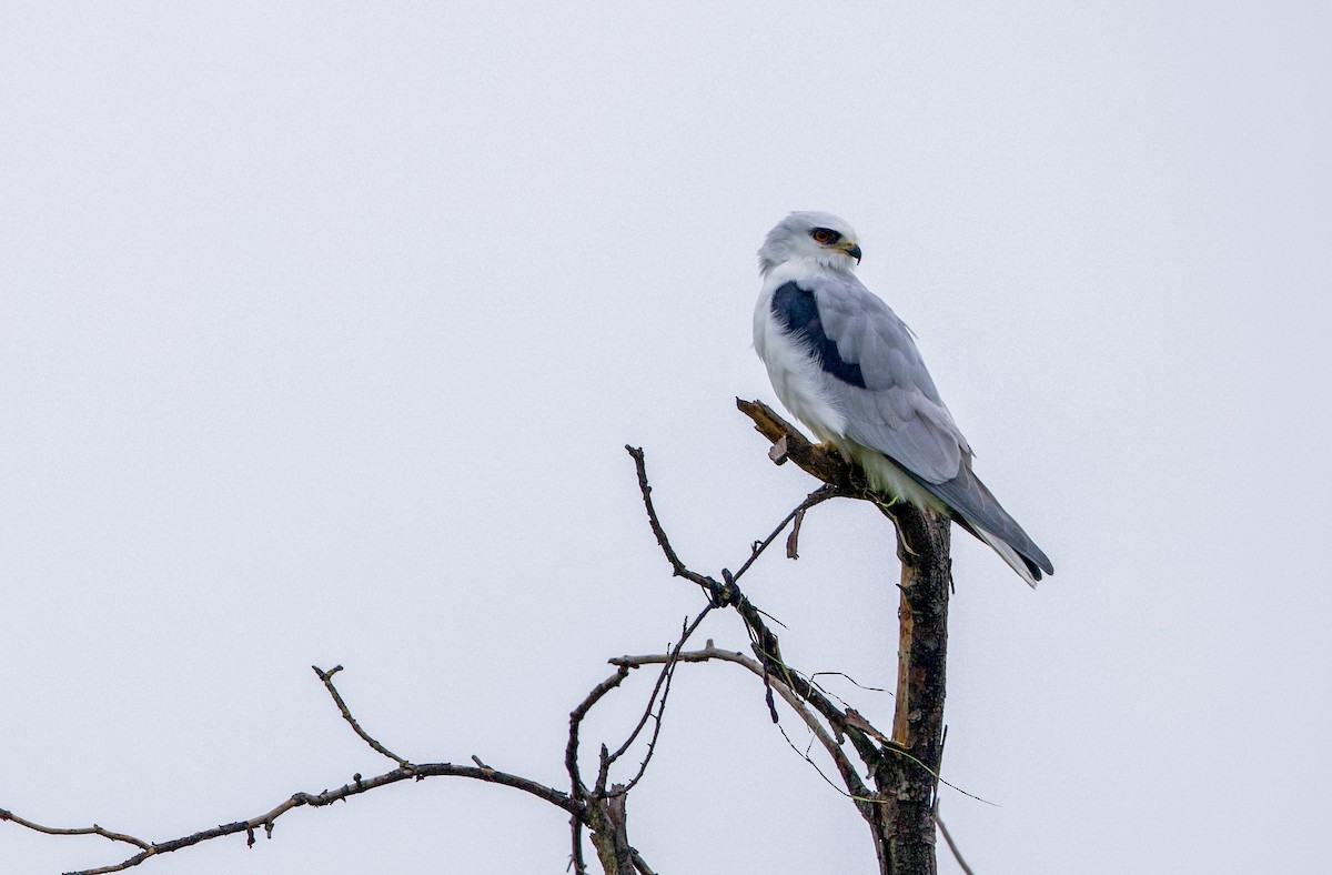 White-tailed Kite - ML646165085