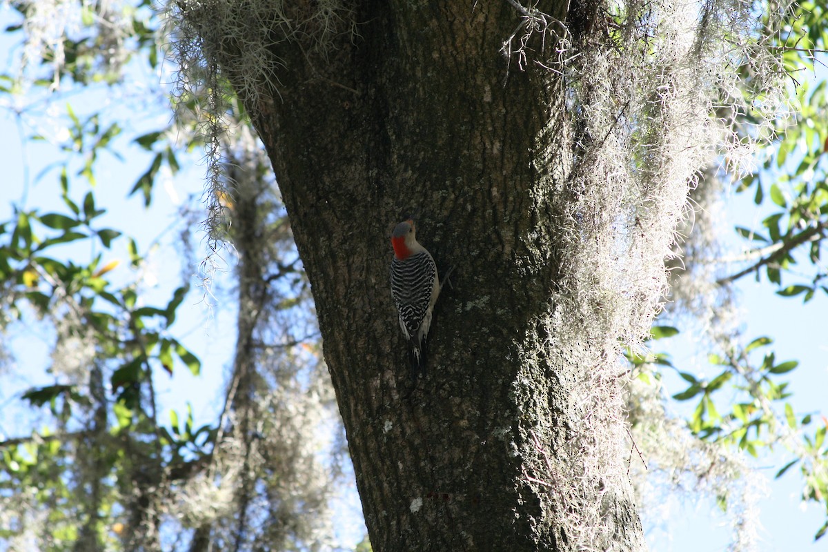 Red-bellied Woodpecker - ML646165086