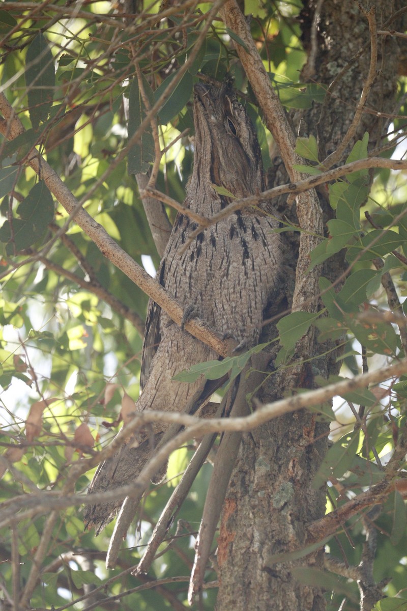 Tawny Frogmouth - ML646165087