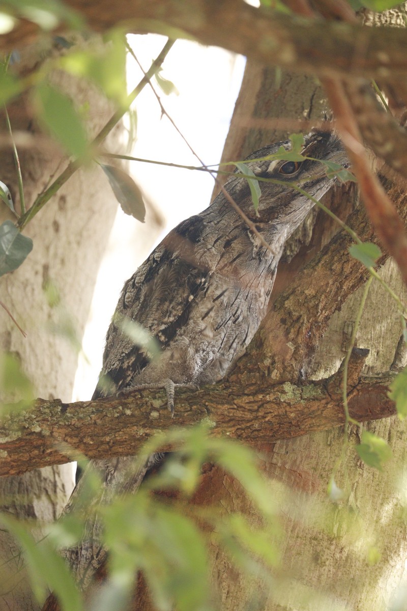 Tawny Frogmouth - ML646165088