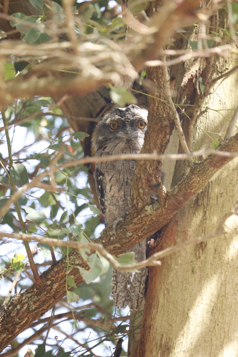 Tawny Frogmouth - ML646165089