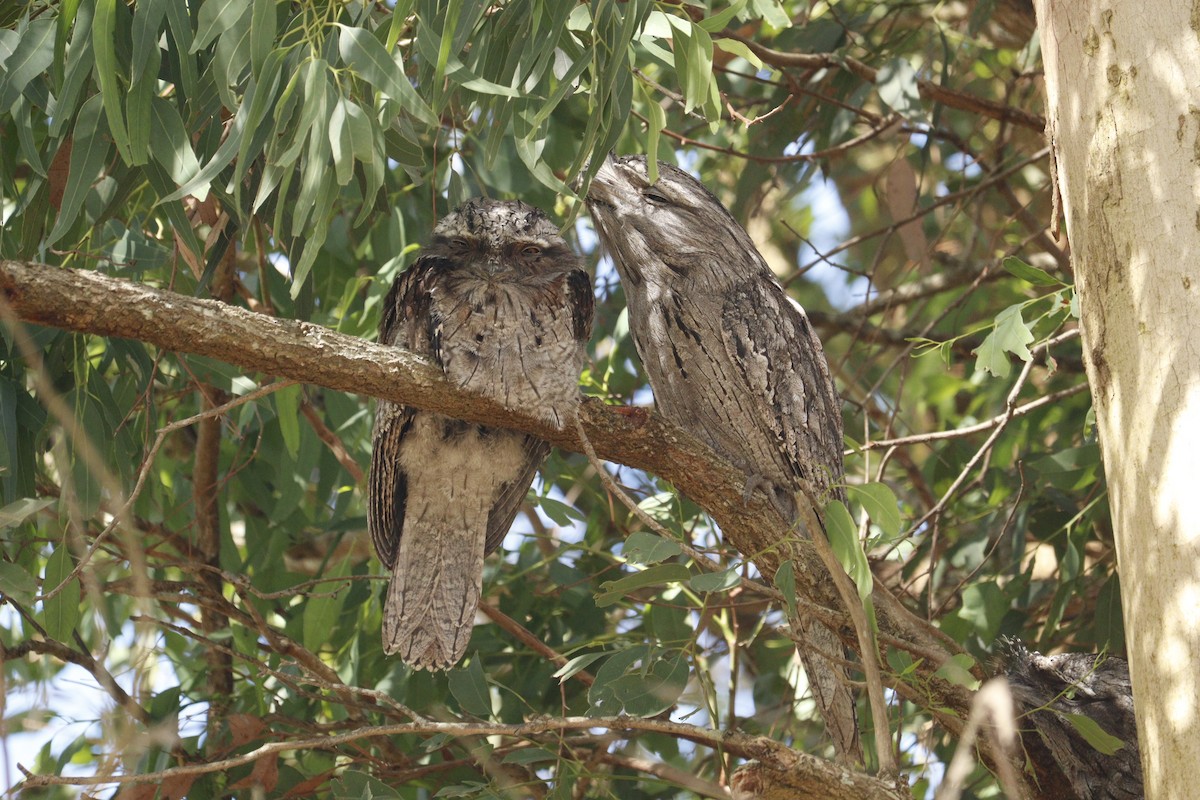 Tawny Frogmouth - ML646165090