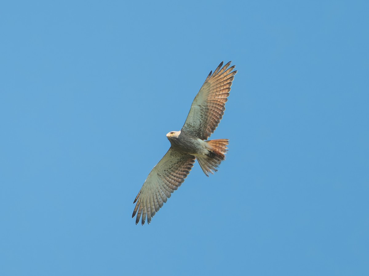 Rufous-winged Buzzard - ML646165091