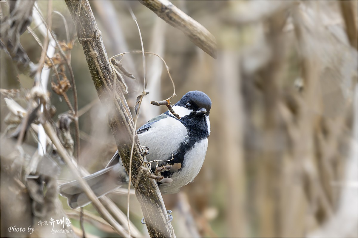 白頰山雀 - ML646165092