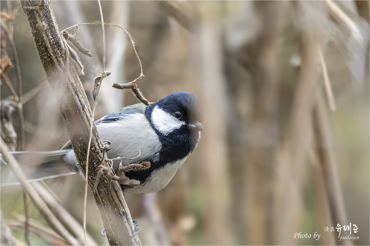 白頰山雀 - ML646165093