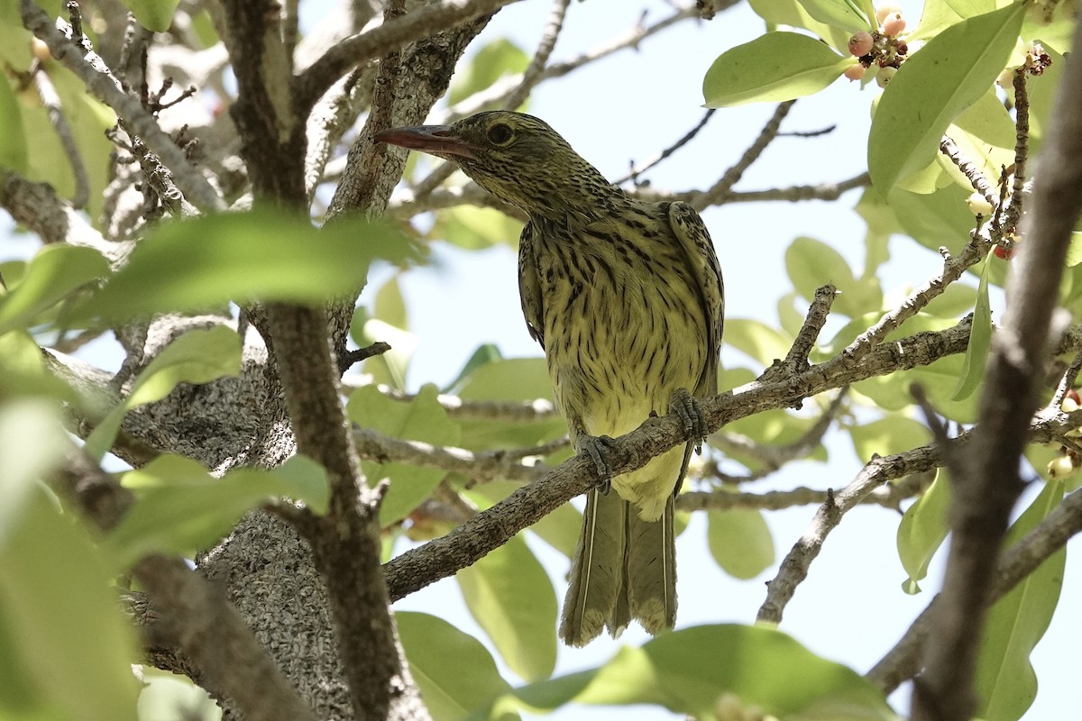 Green Oriole - ML646165095