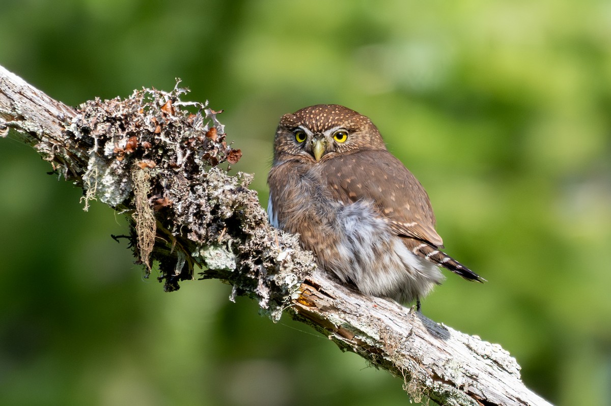 Northern Pygmy-Owl - ML646165097