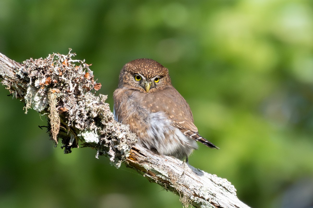 Northern Pygmy-Owl - ML646165098