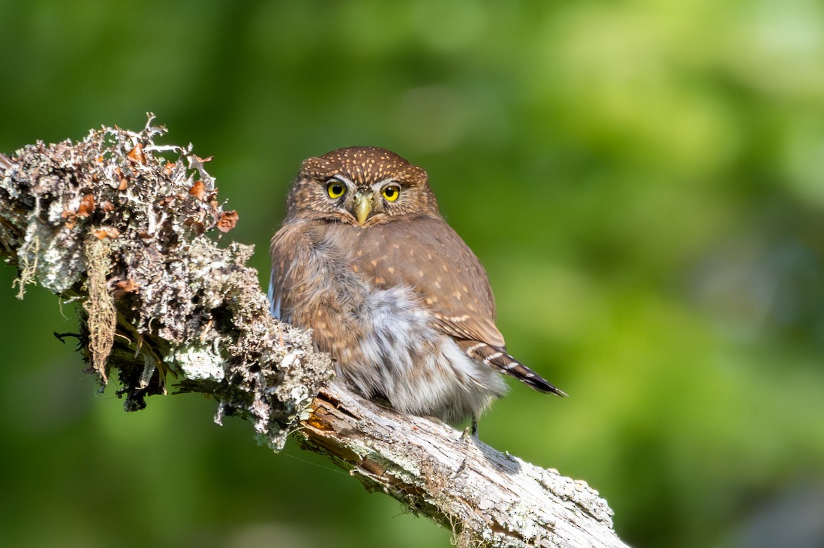 Northern Pygmy-Owl - ML646165099