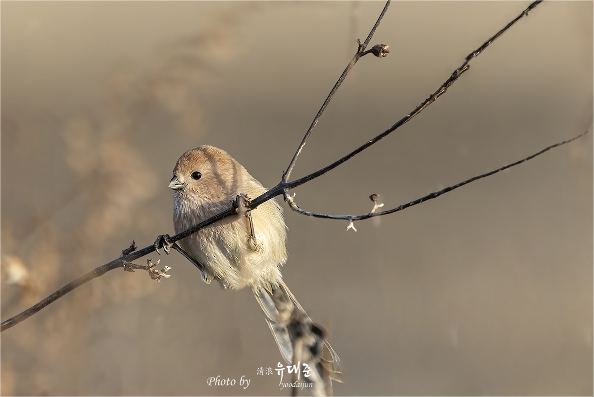 粉紅鸚嘴 - ML646165100