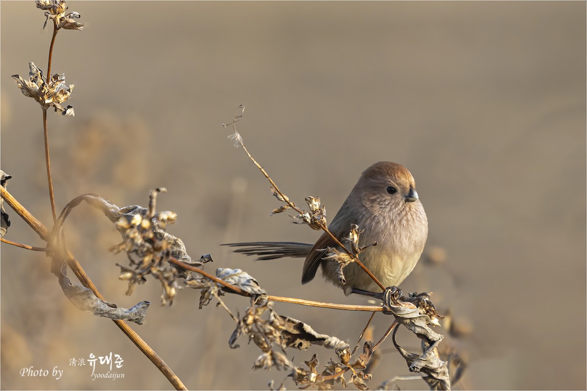 粉紅鸚嘴 - ML646165101