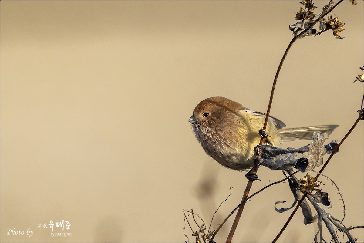 粉紅鸚嘴 - ML646165102