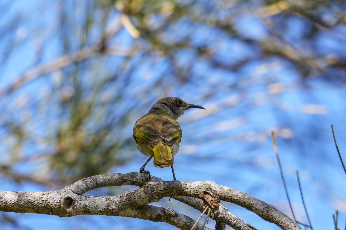 Brown Honeyeater - ML646165104