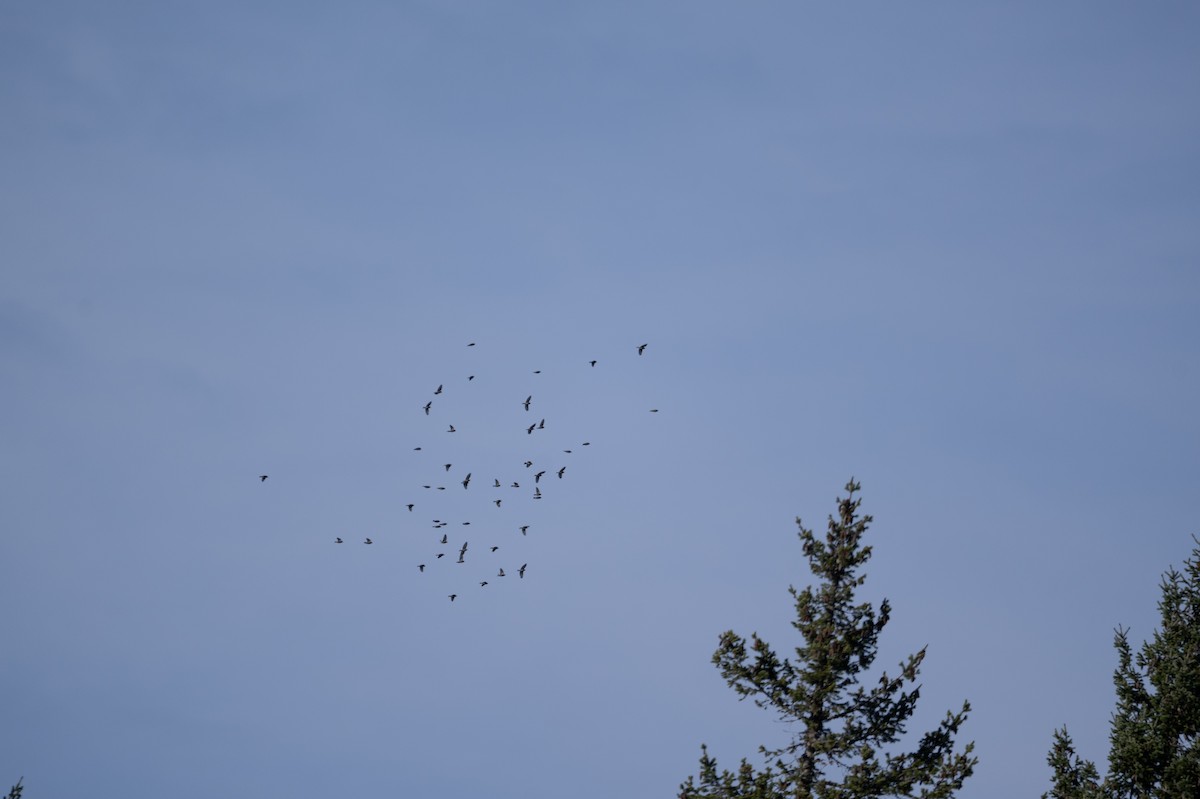 Pine Siskin - ML646165106