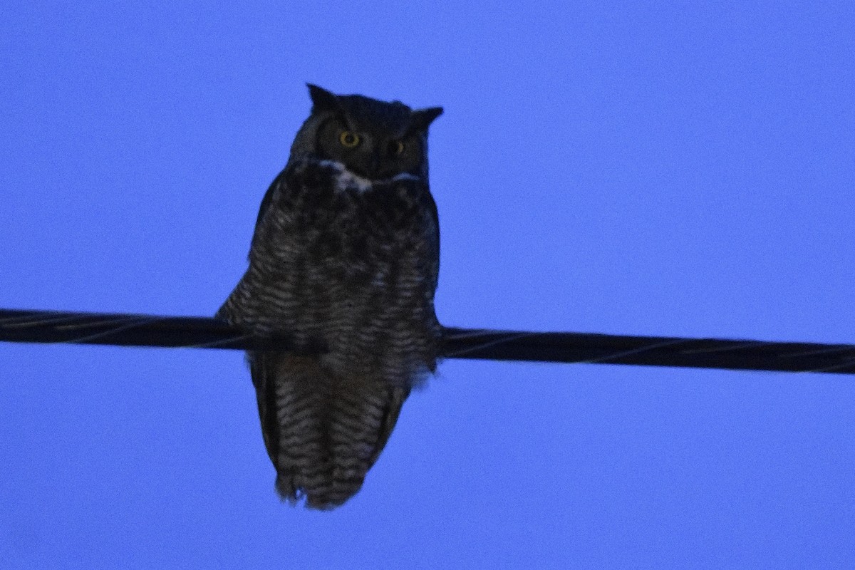 Great Horned Owl - ML646165109