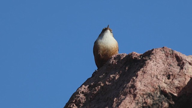 Орішець каньйоновий - ML646165110