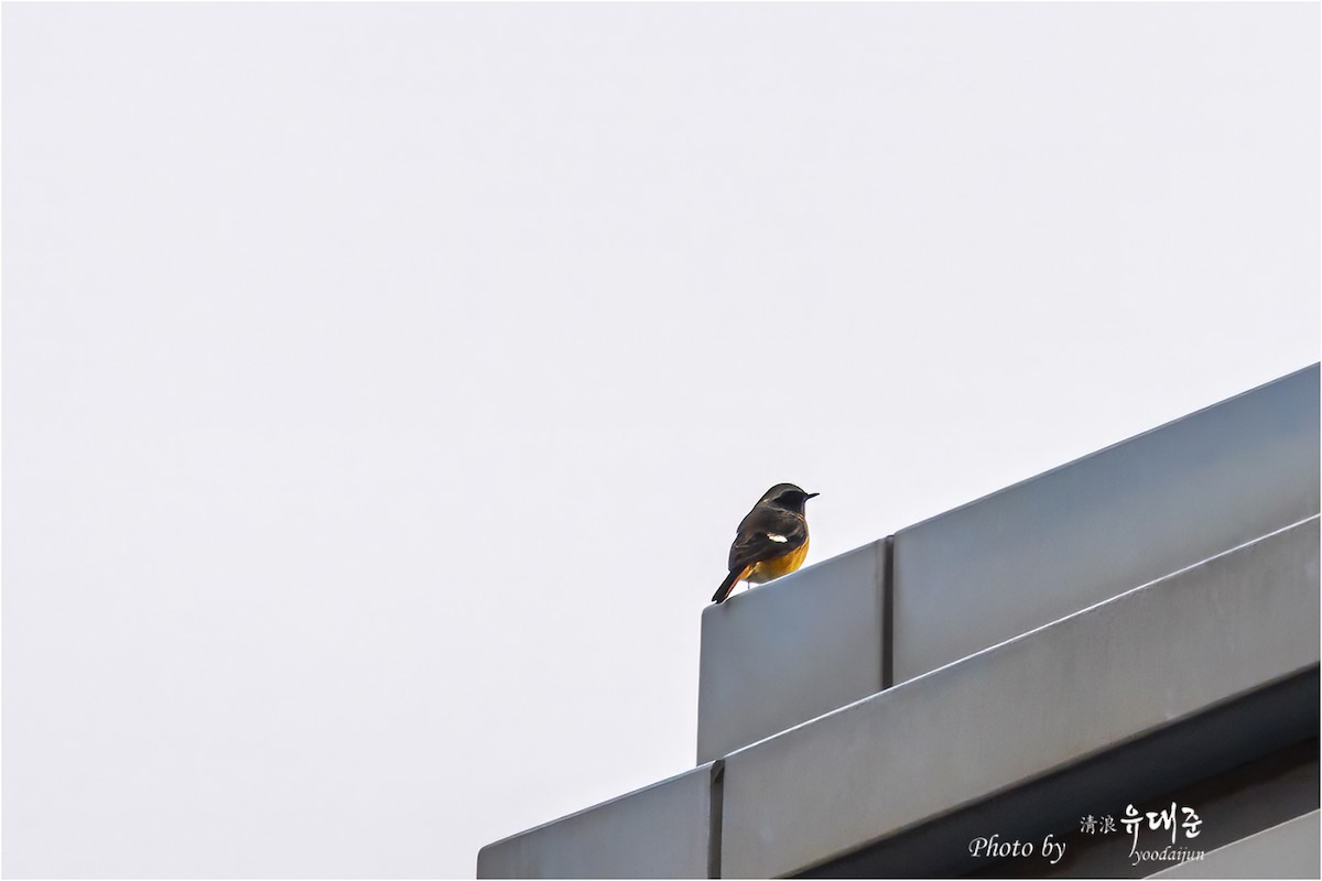 黃尾鴝 - ML646165111