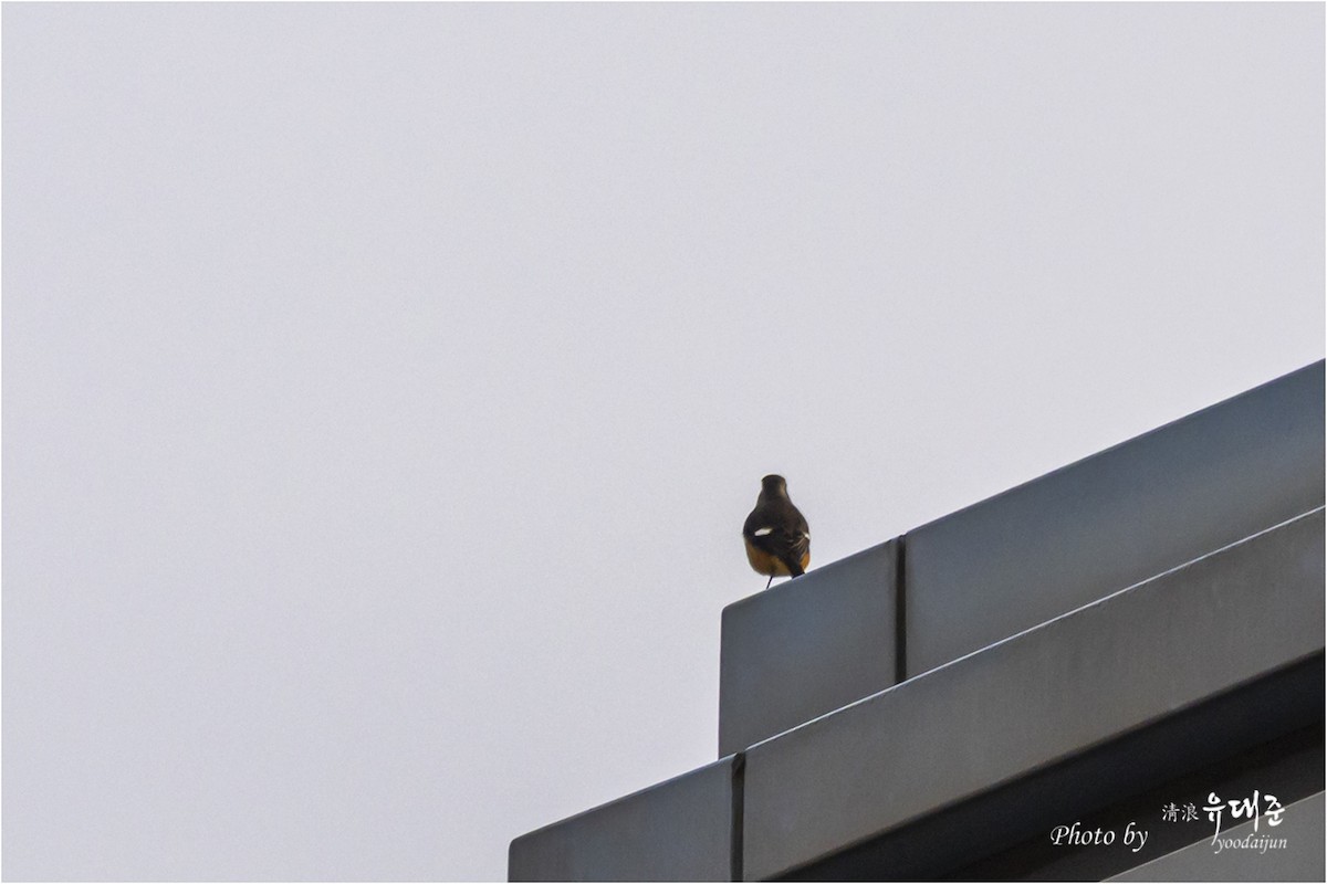 חכלילית סיבירית - ML646165112