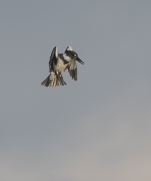 Belted Kingfisher - ML646165113
